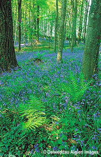 Photographs - Bluebell Wood