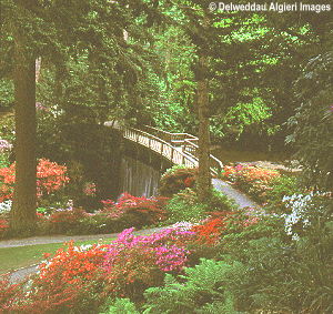 Photographs - Bodnant Gardens