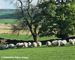 Photographs - CAMDA Rams Cernioge Mawr