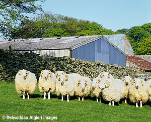 Photographs - CAMDA Rams Cernioge Mawr