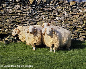 Photographs - CAMDA Rams Cernioge Mawr