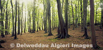 Photographs - Beech Woodland