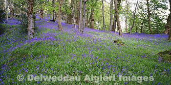 Photographs - Bluebell Wood
