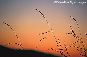 Photographs - Grass at sunset.
