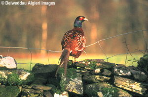 Photographs - cock pheasant