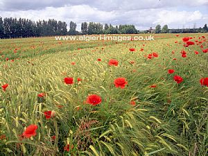 Free Wallpapers - Poppies