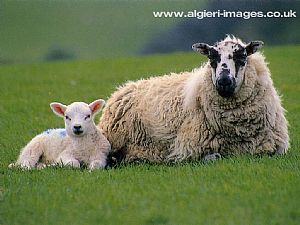 Free Wallpapers - Sheep and Lamb
