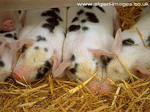 Free Wallpapers - Piglets