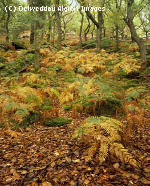 Photographs - Woodland Beddgelert