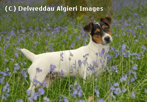 Photographs - Jack Russell