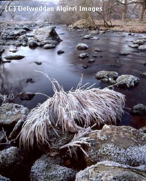 Photographs - Frozen Grasses
