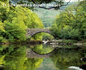 Photographs - Beaver Bridge