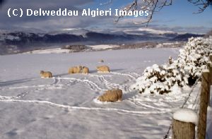 Photographs - Sheep in winter