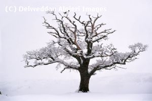 Photographs - Oak Tree