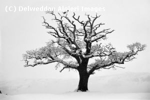 Photographs - Oak Tree b&w