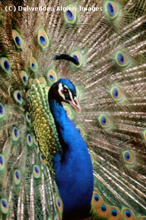 Photographs - Peacock