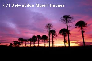 Photographs - Monkey Puzzle Trees