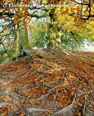 Photographs - Beech trees