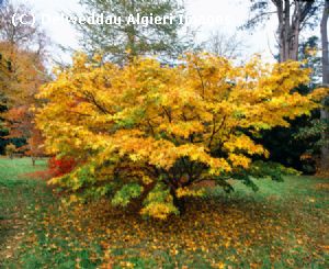 Photographs - Acer tree