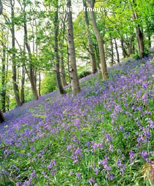 Photographs - Bluebell wood