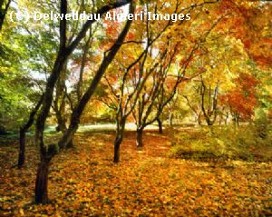 Photographs - Acer Trees