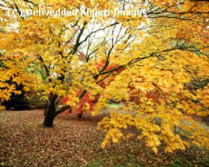 Photographs - Acer Trees