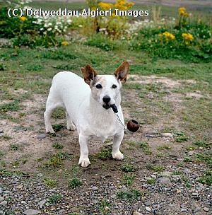 Photographs - Jack Russell