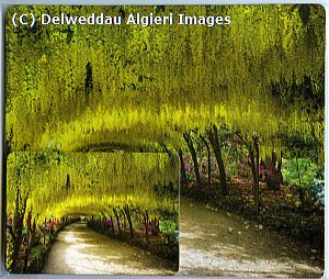 Placemat/Coaster sets - Bodnant Garden Laburnum Arch