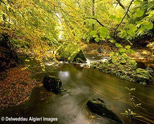 Photographs - Afon Conwy, Padog, Nr. Pentrefoelas