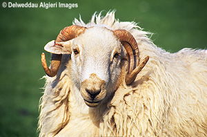 Photographs - CAMDA Ram Cernioge Mawr