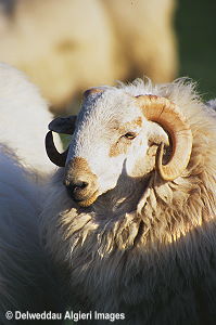 Photographs - CAMDA Ram Cernioge Mawr