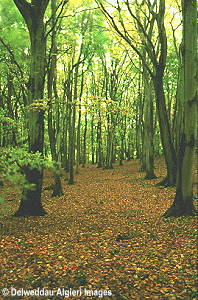 Photographs - Deciduous Woodlands