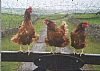 Farm Hens - Completed puzzle