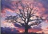 Ancient Oak - Completed Puzzle