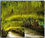 Bodnant Garden Laburnum Arch - click here for more info